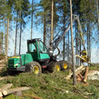 Bäume aus dem Wald befördern