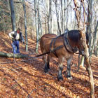 Bäume aus dem Wald befördern